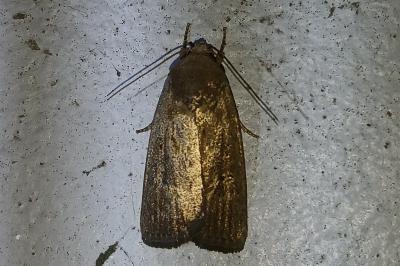 <i>Proxenus hospes</i>