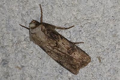 <i>Agrotis puta</i>