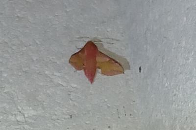 <i>Deilephila porcellus</i>