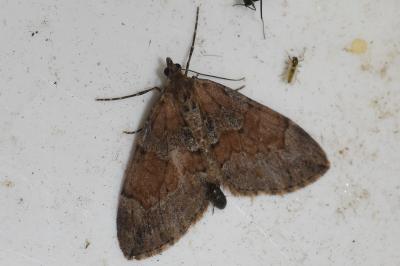 Thera obeliscata
