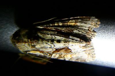 <i>Lacanobia w-latinum</i>