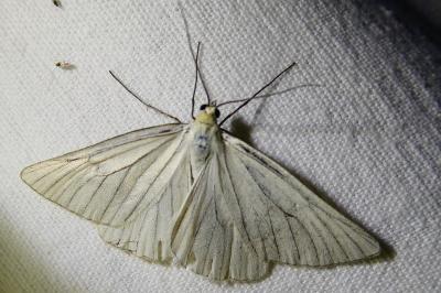 <i>Siona lineata</i>