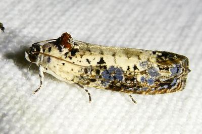 <i>Hedya salicella</i>