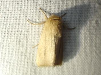 <i>Sesamia nonagrioides</i>