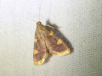 <i>Hypsopygia costalis</i>