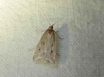 <i>Eudonia pallida</i>