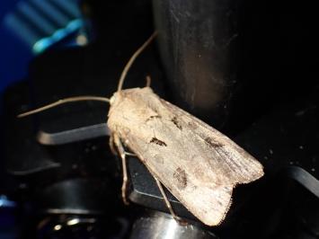 <i>Agrotis exclamationis</i>