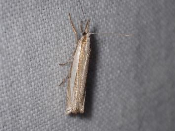 <i>Crambus pascuella</i>