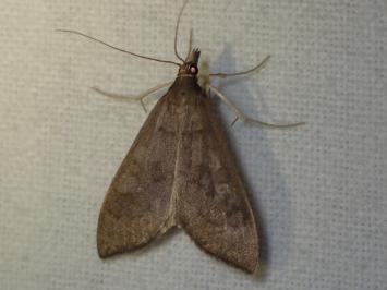 <i>Mecyna asinalis</i>
