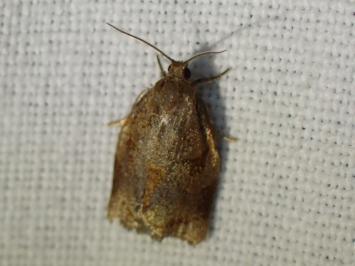 <i>Archips rosana</i>