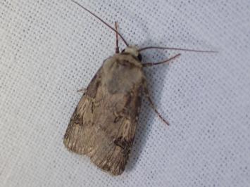 <i>Agrotis puta</i>