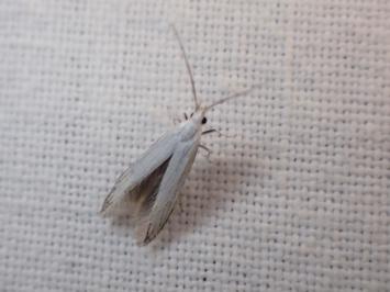 <i>Coleophora</i>