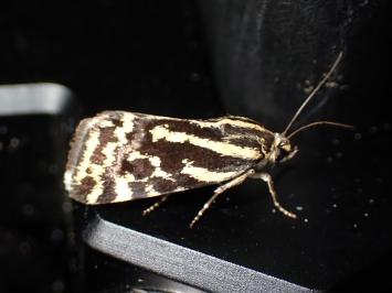 <i>Acontia lucida</i>