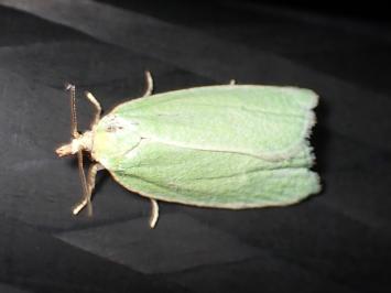 <i>Tortrix viridana</i>