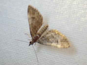 <i>Gymnoscelis rufifasciata</i>