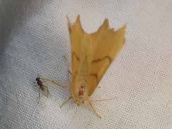 <i>Ennomos erosaria</i>