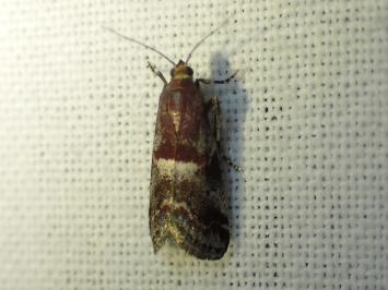 <i>Acrobasis marmorea</i>