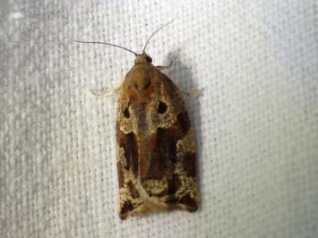 <i>Archips xylosteana</i>