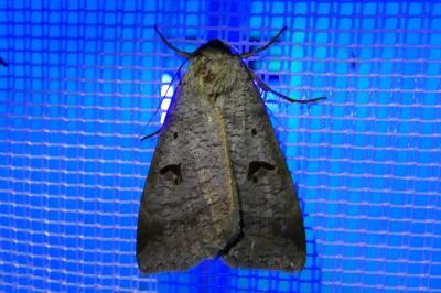 Lygephila pastinum