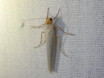 <i>Manulea complana</i>