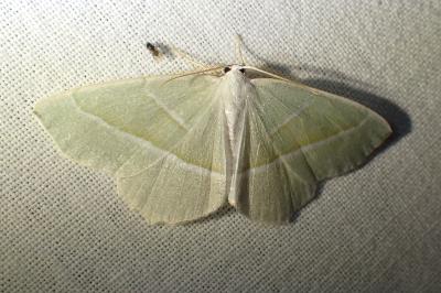<i>Campaea margaritaria</i>