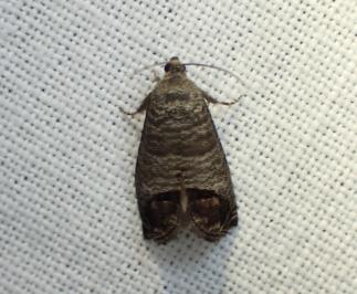 <i>Cydia pomonella</i>