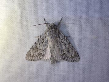 <i>Acronicta aceris</i>