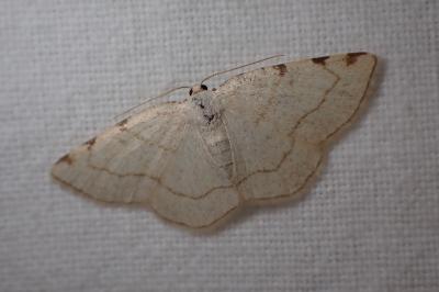 <i>Stegania trimaculata</i>