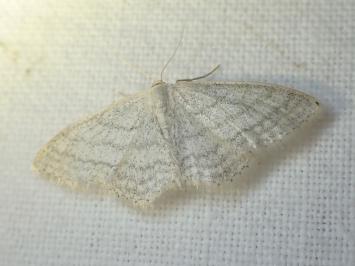 <i>Idaea subsericeata</i>