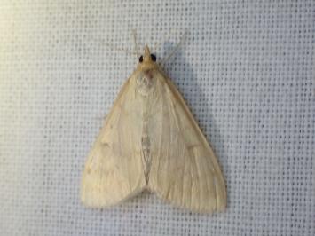 <i>Ostrinia nubilalis</i>
