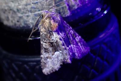 <i>Oligia</i>