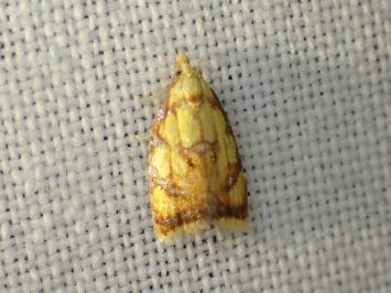 <i>Acleris bergmanniana</i>