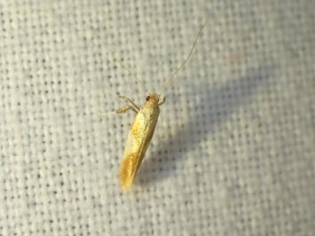 <i>Caloptilia</i>