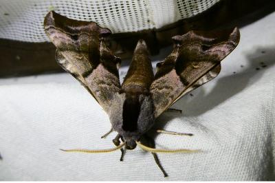 <i>Smerinthus ocellatus</i>
