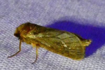 <i>Korscheltellus lupulinus</i>