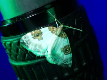 <i>Plemyria rubiginata</i>