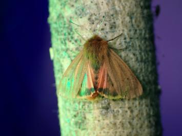 <i>Phragmatobia fuliginosa</i>