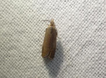<i>Dichrorampha</i>