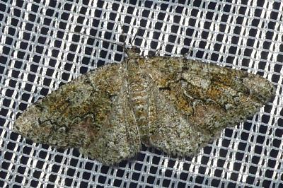 <i>Cleorodes lichenaria</i>