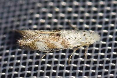 <i>Bucculatrix frangutella</i>