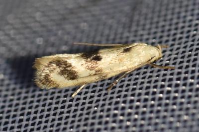 <i>Elachista maculicerusella</i>