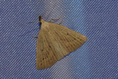 <i>Macrochilo cribrumalis</i>