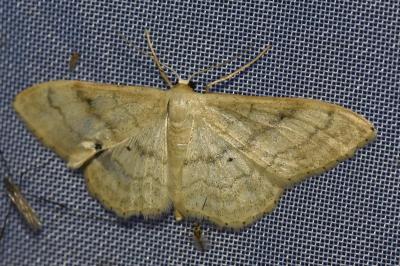 <i>Idaea deversaria</i>