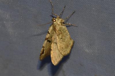 <i>Macaria wauaria</i>