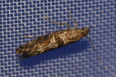 <i>Digitivalva pulicariae</i>