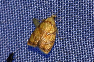 Acleris bergmanniana