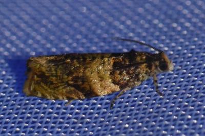 Celypha aurofasciana