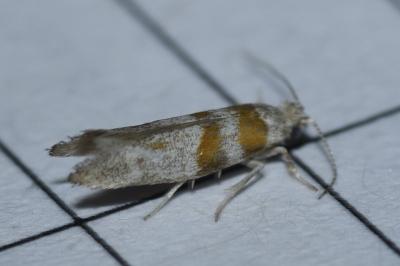 Cedestis gysseleniella