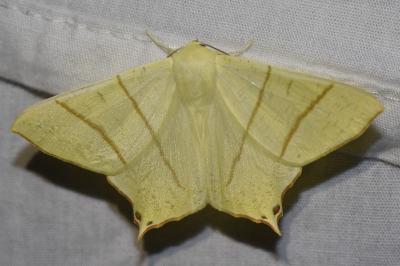<i>Ourapteryx sambucaria</i>