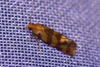 <i>Aethes rutilana</i>